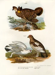 Ganga de Pallas, 1864